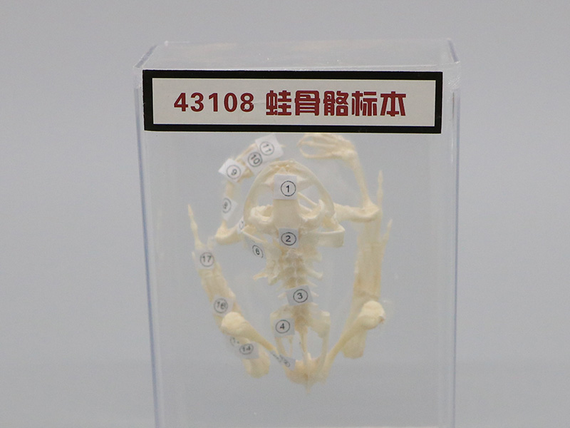 蛙骨骼標(biāo)本