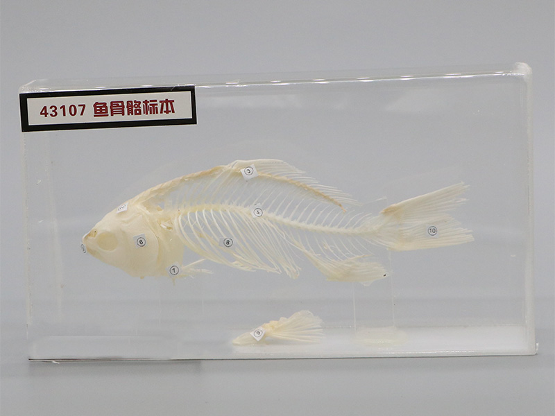 魚骨骼標(biāo)本2.jpg