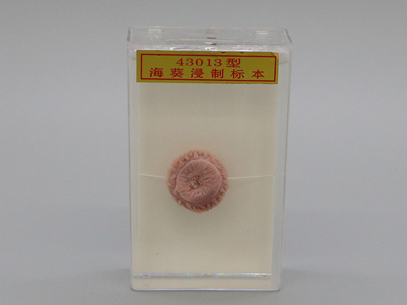 ?？茦?biāo)本1.jpg
