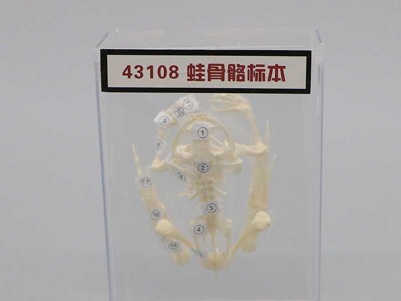 蛙骨骼標(biāo)本