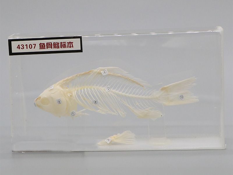 魚骨骼標(biāo)本