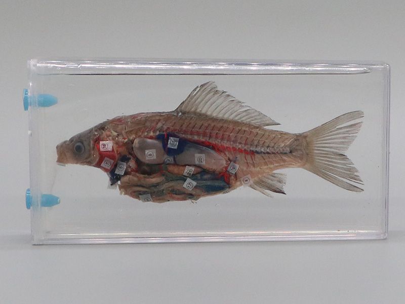 魚解剖浸制標(biāo)本