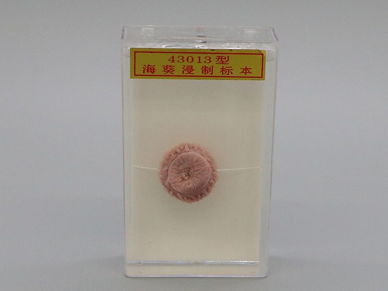 海葵浸制標(biāo)本